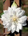 Double White Clematis Seeds, Climbing Perennial, White Flowers, Clematis 'Duchess of Edinburgh' | 25 Seeds