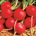 Champion Radish Seeds - Raphanus sativus, Pack of 100, Crisp, Fast-Growing Vegetable Seeds for Garden or Containers