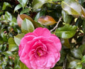 Pink Camellia Roots 10 Pack | Camellia japonica for Garden & Landscaping | Root Cuttings for Pink Flowers