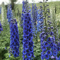 Delphinium Seeds - 50 Blue Buccanee Perennial Flower Seeds for Borders & Cut Flowers - Delphinium elatum