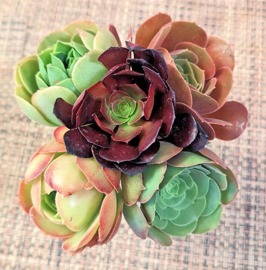 Aeonium Cuttings Set of 5 - 4" Succulent Variety - Aeonium spp. Indoor Outdoor Plant Propagation