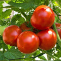 Marion Tomato Seeds 50 Pack - Heirloom Non-GMO Vegetable, Indeterminate, Organic Gardening Solanum lycopersicum