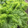 Southern Giant Curled Mustard Seeds - Heirloom Brassica juncea, Organic, Non-GMO, 250+ Seeds for Salad & Greens Gardening