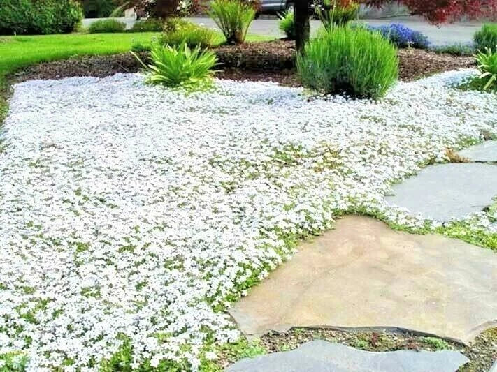 Snow in Summer Flower Seeds - Perennial Groundcover, Drought Tolerant, White Blooms, Cerastium tomentosum, 501+ Seeds