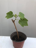 Sweet Grape Cutting Vine in Pot | Seedless Green Vitis vinifera | Ready to Plant, Climbing Vine, Garden Fruit Plant