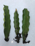 White Dragon Fruit Cuttings - 3 Live Hylocereus undatus Clippings with Roots for Planting, Tropical Cactus, Ready to Grow