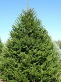 Norway Spruce Tree Live Plant - 8-16 Inches, Picea abies, Evergreen Garden Tree, Hardy Conifer for Landscaping and Reforestation