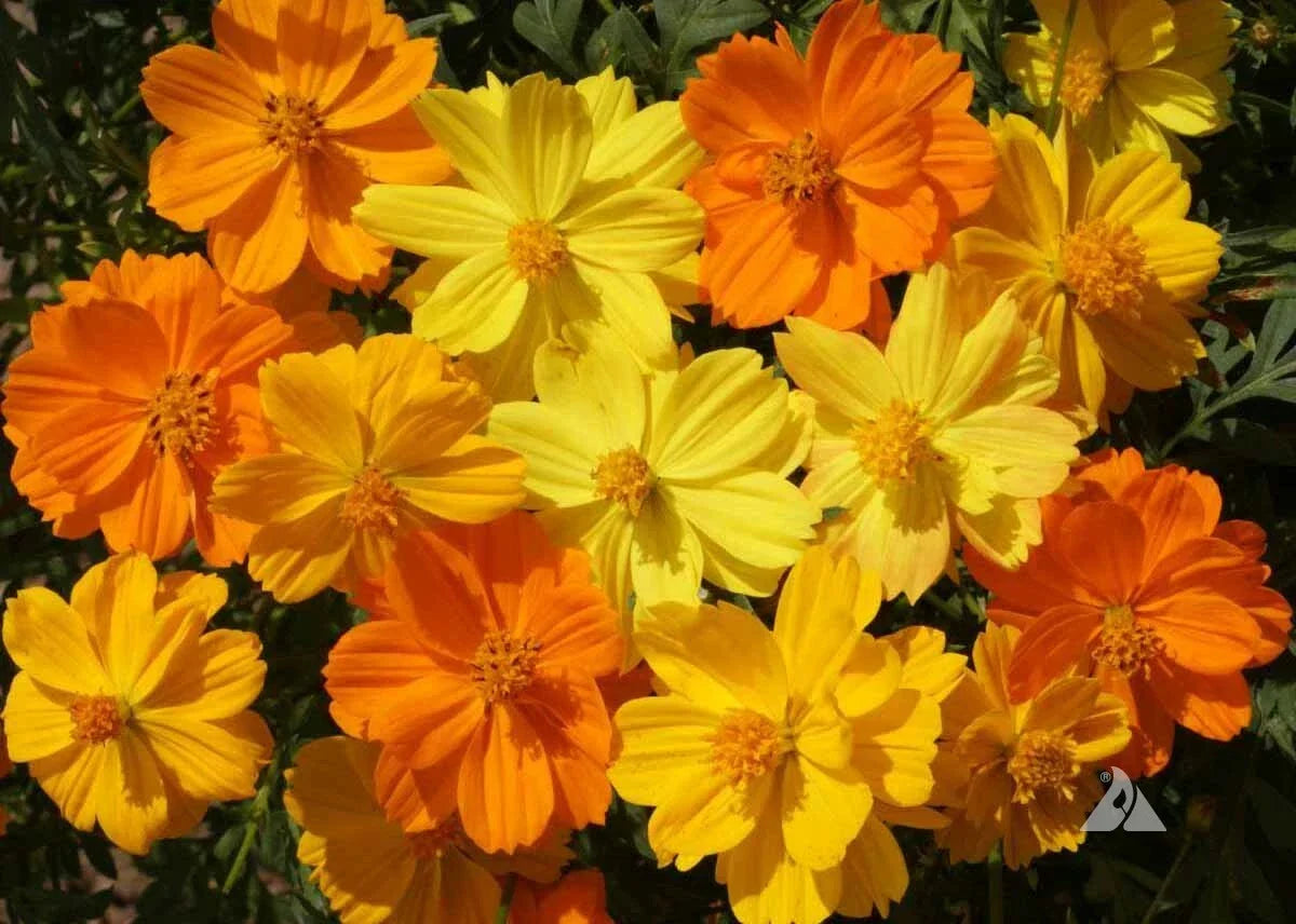 Cosmos Seeds - Sulphur Dwarf Mix - Orange Yellow Gold - Non-GMO Flower Seeds for Pollinator Garden, 200 Seeds