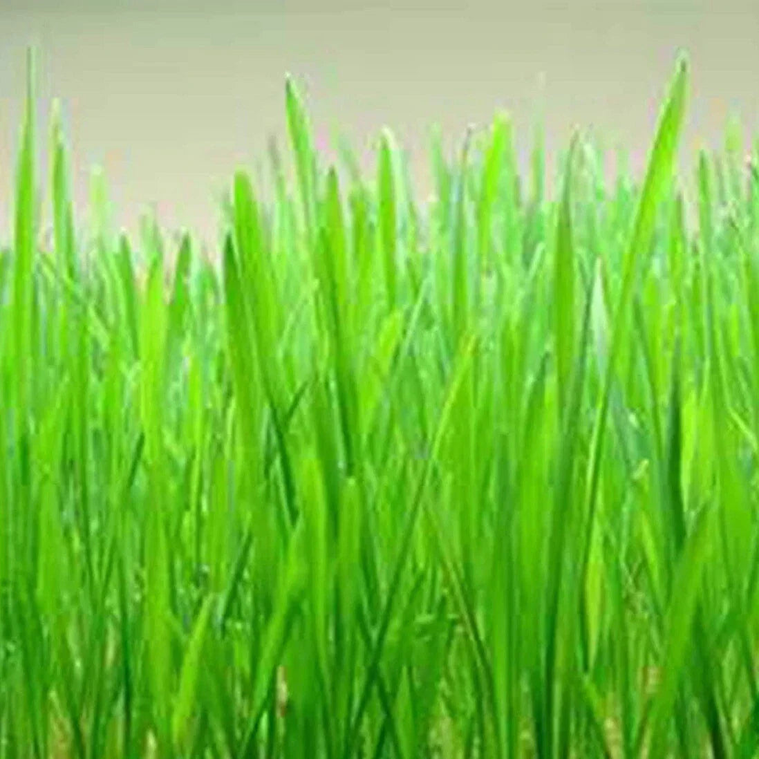 Cat Grass Seeds - 300+ Organic Heirloom Red Wheat Seeds - Non-GMO, Pet-Friendly, Easy to Grow, Triticum aestivum
