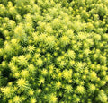 Sedum SunSparkler Angelina's Teacup Succulent Mat Ground Cover Plant - Stonecrop (Sedum 'Angelina')