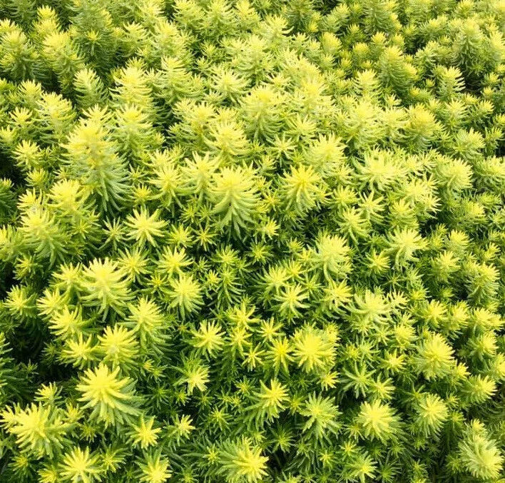 Sedum SunSparkler Angelina's Teacup Succulent Mat Ground Cover Plant - Stonecrop (Sedum 'Angelina')