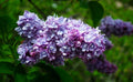 Live French Lilac Plant President Grevy Syringa vulgaris Fragrant Purple Blooms in 2-Gallon Container