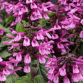 Pink Salvia Seeds - Perennial Flower Seeds for Hummingbirds - Salvia splendens - 50 Packets for Garden, Borders, Containers