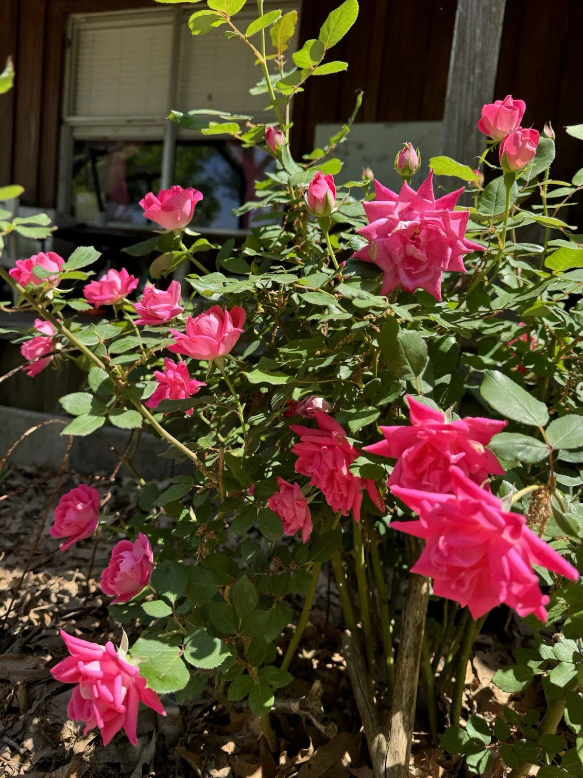 Double Pink Knock Out Roses Rooted Cuttings | Live Rosa 'Knock Out' Plants