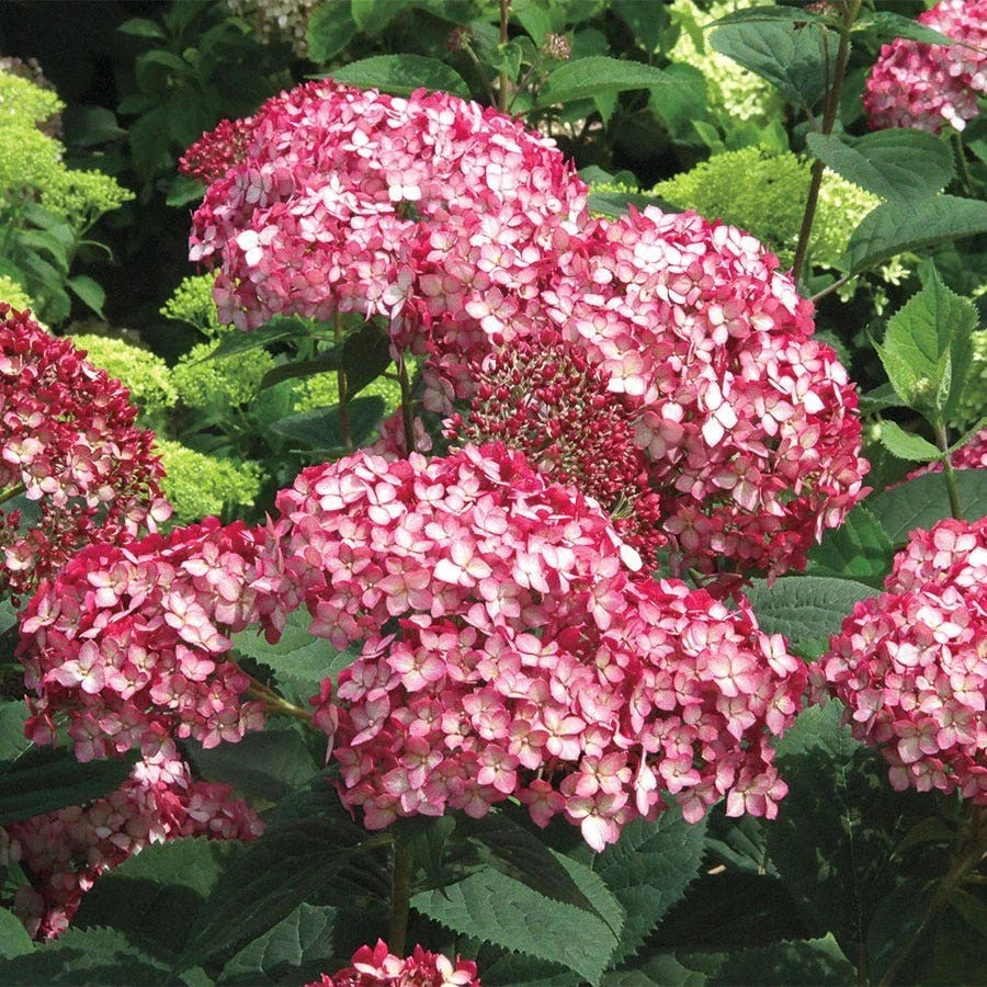 Rare Smooth Hydrangea Ruby Cuttings – 5 Rooted Hydrangea arborescens Plants with Vibrant Ruby Red Blooms