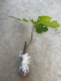Fig Tree Live Plant 15” Ready to Plant No Pot - Ficus carica