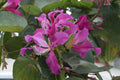 Purple Orchid Butterfly Tree Seeds, Bauhinia purpurea, Tropical Flowering Plant for Garden, Landscape & Containers
