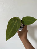 Anthurium Tezula Red Crystallinum X NSE Dressleri Velvet Leaf Plant - Exotic Indoor Houseplant