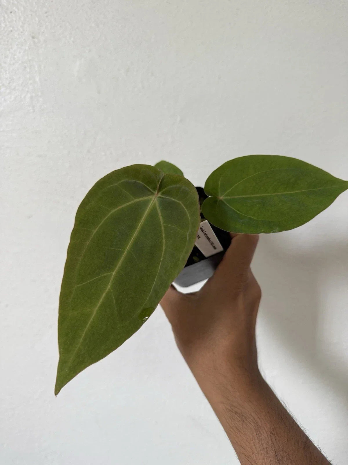 Anthurium Tezula Red Crystallinum X NSE Dressleri Velvet Leaf Plant - Exotic Indoor Houseplant
