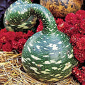 Speckled Swan Gourd Seeds – Lagenaria siceraria – Ornamental Gourds for Garden, Fall Decor, Crafting, Non-GMO, USA Grown