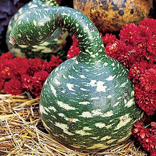 Speckled Swan Gourd Seeds – Lagenaria siceraria – Ornamental Gourds for Garden, Fall Decor, Crafting, Non-GMO, USA Grown