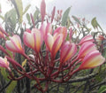 Rooted Plumeria Cutting 17" Peachglow Shell Plumeria rubra Tropical Flower Plant for Garden or Indoor