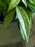 Hoya Pubicalyx Silver Splash Starter Plant - Tropical Exotic Wax Vine Indoor Houseplant, Greenery, Low Maintenance