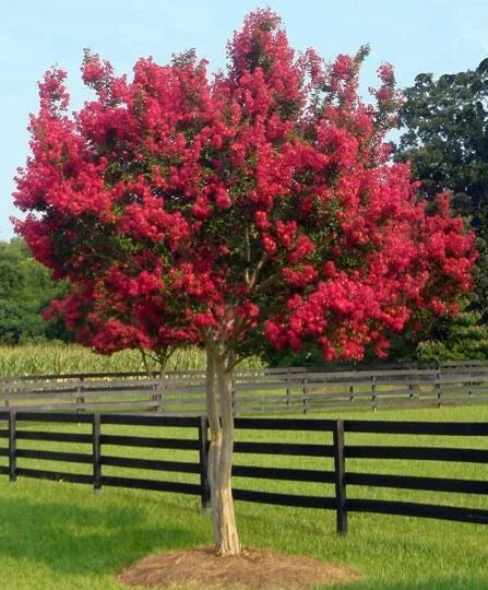 Red Crepe Myrtle Cuttings - Lagerstroemia indica - 4-6 Inches - Landscaping & Gardening Propagation