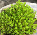 Cold Hardy Sedum Gold Carpet Live Plant - Drought Tolerant Ground Cover, Sedum acre, Bright Yellow Green, Outdoor Garden Plant