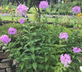 Tall Phlox Bare Root Plants - Pink Perennials for Butterfly Garden, Phlox Paniculata, Spring Shipping