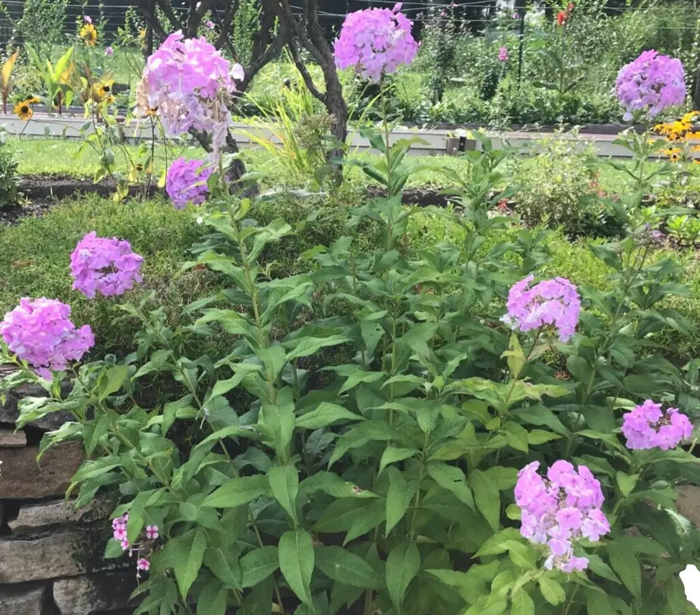 Tall Phlox Bare Root Plants - Pink Perennials for Butterfly Garden, Phlox Paniculata, Spring Shipping