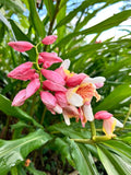 Pink Perfection Shell Ginger Rhizomes - 2 Pack, Alpinia hainanensis, Tropical Plant Roots for Garden & Landscape
