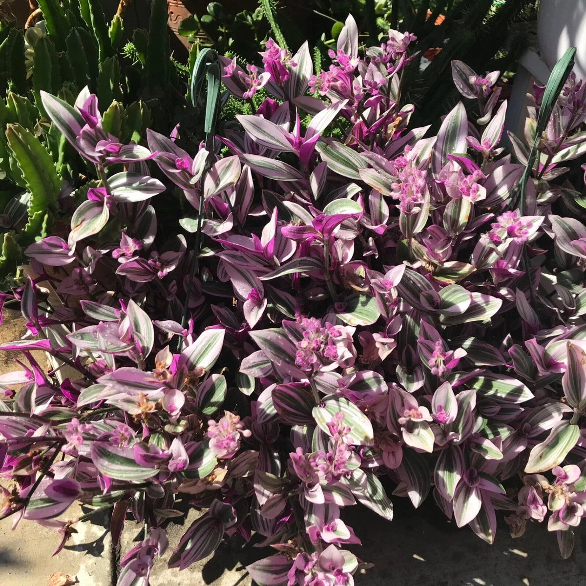 Tradescantia Nanouk Cuttings - 7 Healthy Variegated Stem Cuttings for Indoor Propagation