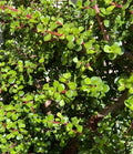 Succulent Cuttings 5 Pack - Portulacaria Afra Elephant Bush Clippings for Indoor Garden, Propagation, and Decor