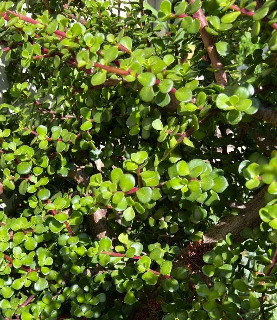 Succulent Cuttings 5 Pack - Portulacaria Afra Elephant Bush Clippings for Indoor Garden, Propagation, and Decor