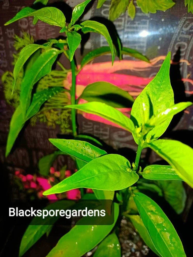 Night Blooming Jasmine Live Plant 4-13 Inch Container Grown Cestrum nocturnum Fragrant White Flowers