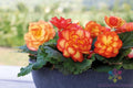 Tuberous Begonia Seeds - 25+ Pack - Garden Planting - Begonia tuberhybrida - Colorful Blooms for Containers & Beds