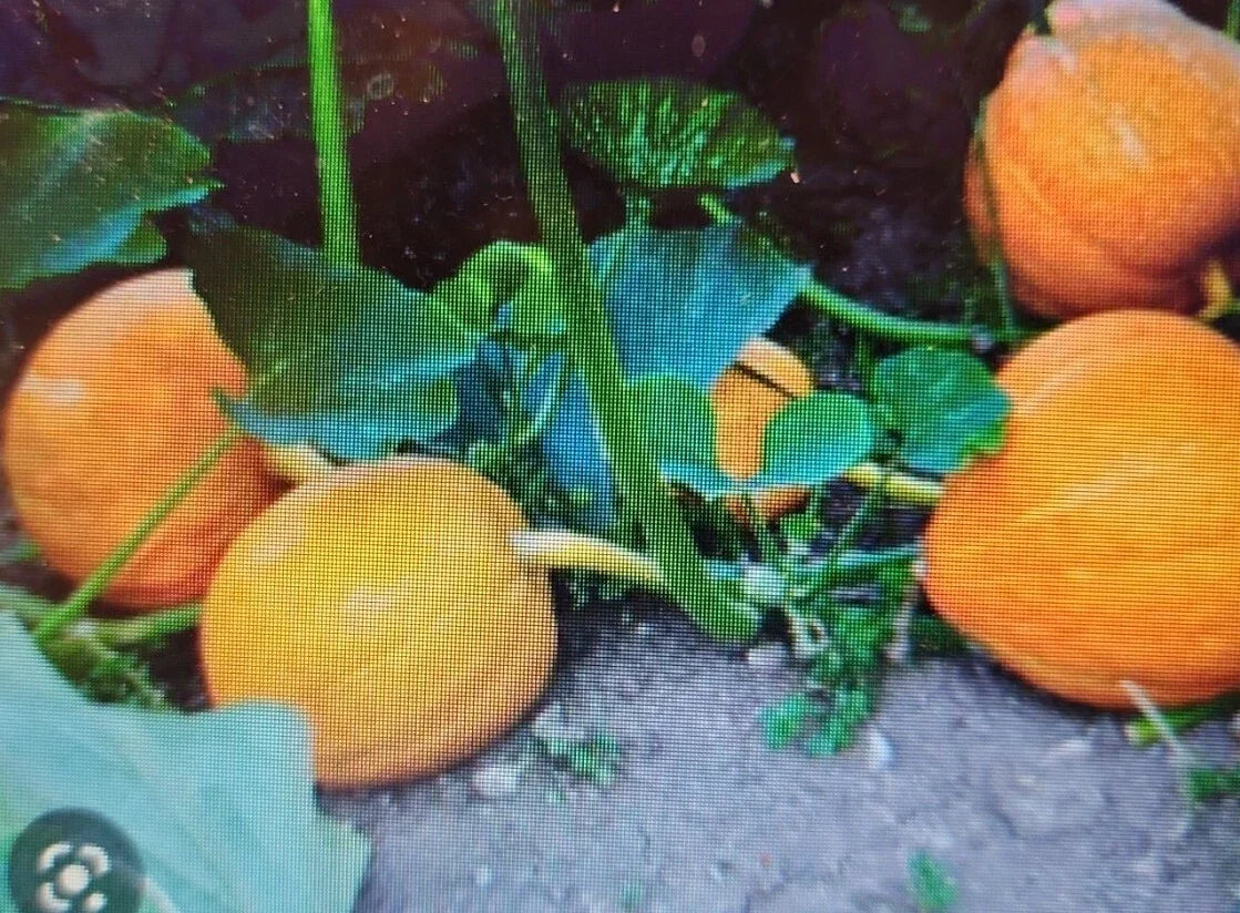 Sugar Pie Pumpkin Seeds - Non-GMO Heirloom Cucurbita pepo, Easy to Grow, Small to Medium, 24 Pack