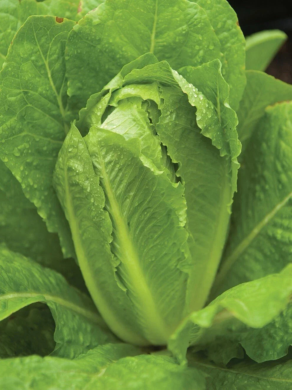Paris Island Cos Romain Lettuce Seeds – Organic Salad Greens Pack of 200+ Lactuca sativa