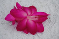 Christmas Cactus Starter Plant - Small Well-Rooted Schlumbergera truncata - Indoor Houseplant - Sterling Variety