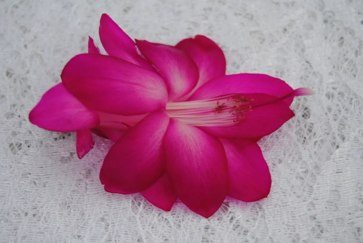 Christmas Cactus Starter Plant - Small Well-Rooted Schlumbergera truncata - Indoor Houseplant - Sterling Variety