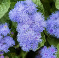 Ageratum Flower Seeds - Dwarf Blue Mink, Bushy Annual Wildflower, Ageratum houstonianum, 1000+ Seeds