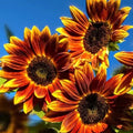 Organic Sunflower Seeds Pack – Helianthus annuus – Bright Yellow, Non-GMO, USA Grown, 50 Seeds for Garden, Cut Flowers & Pollinators