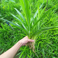 Pandan Leaf Live Plant Root – Culinary Herb, Aromatic, Pandanus amaryllifolius, Fresh Green Foliage for Cooking & Indoor Gardens