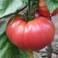 German Johnson Tomato Seeds - Heirloom, Non-GMO, Solanum lycopersicum, Large Fruits, Gardening Essentials, Shipped with Tracking