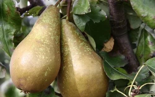 Conference Pear Seeds - 25+ Non-GMO Pyrus communis for Garden Planting, Fruit Trees, Home Orchard, Free Shipping