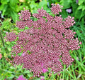 Purple and Pink Queen Anne's Lace Seeds - Daucus carota purpura, Wildflower Garden Seeds, Colorful Flower Seeds, 100 Pack