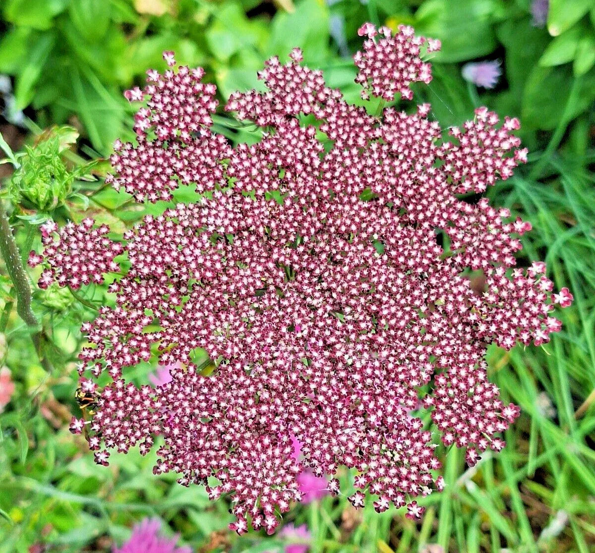 Purple and Pink Queen Anne's Lace Seeds - Daucus carota purpura, Wildflower Garden Seeds, Colorful Flower Seeds, 100 Pack