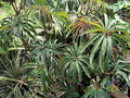 Begonia Luxurians Seeds – 25+ High Germination Rate, Vibrant Foliage, Garden & Indoor Planting, Begonia luxurians