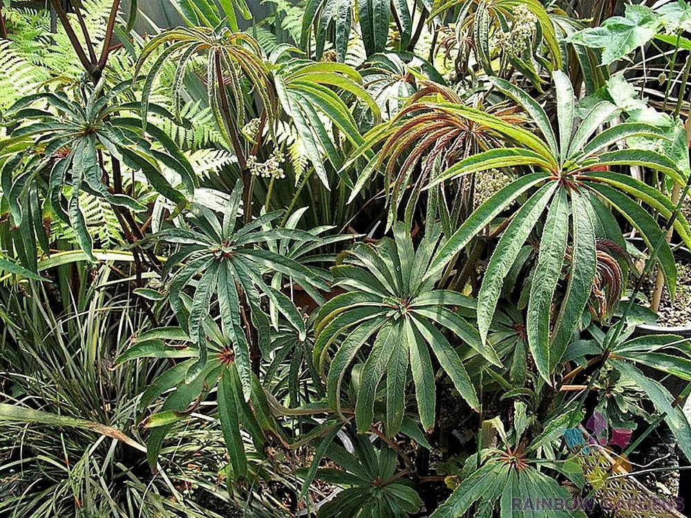 Begonia Luxurians Seeds – 25+ High Germination Rate, Vibrant Foliage, Garden & Indoor Planting, Begonia luxurians